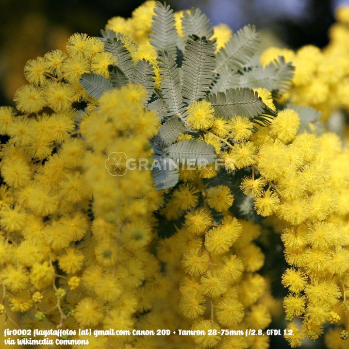 Acacia baileyana, Mimosa doré, Mimosa de Bailey image